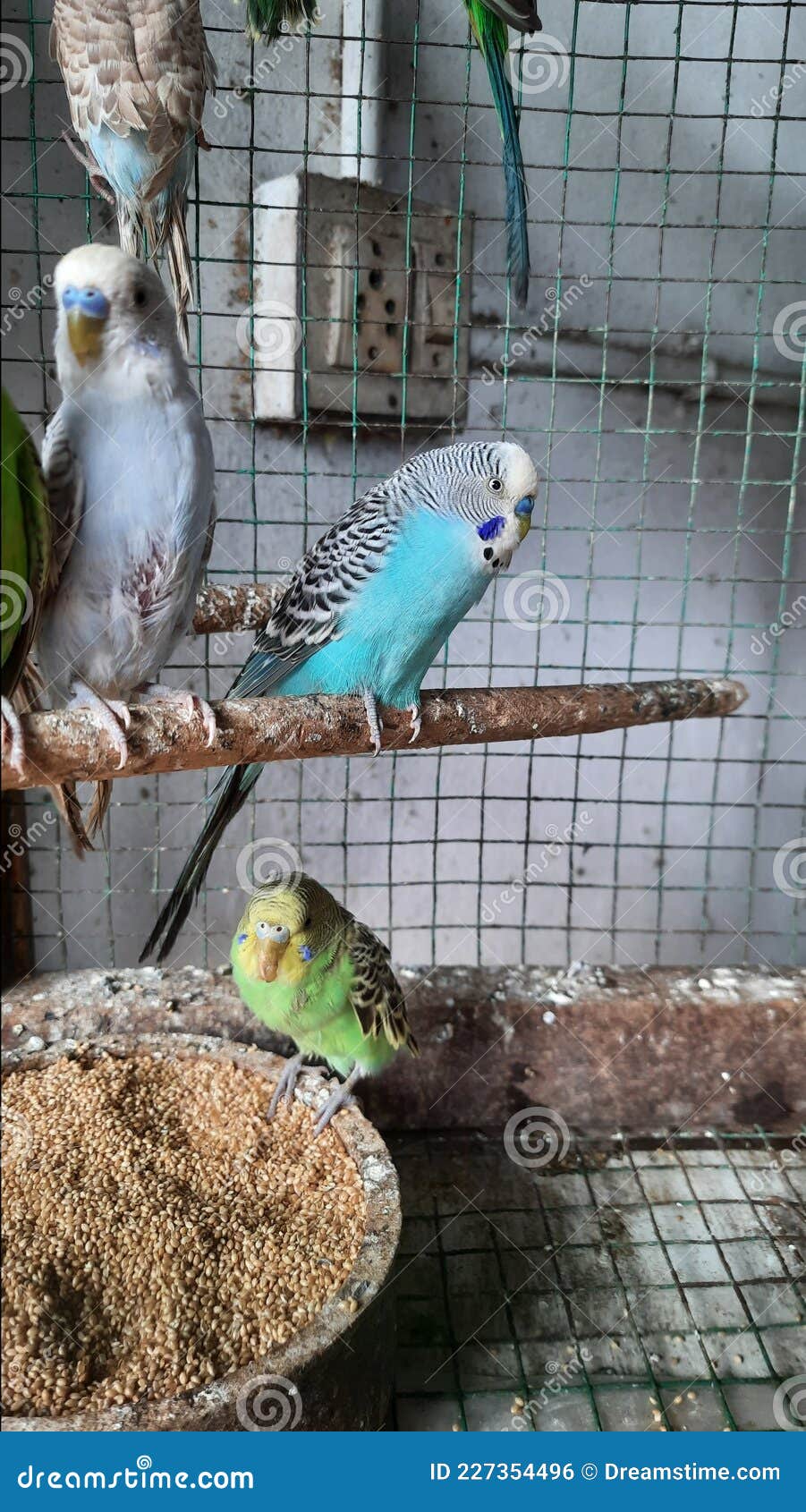 Birds eating seeds stock photo. Image of budgies, birds 227354496