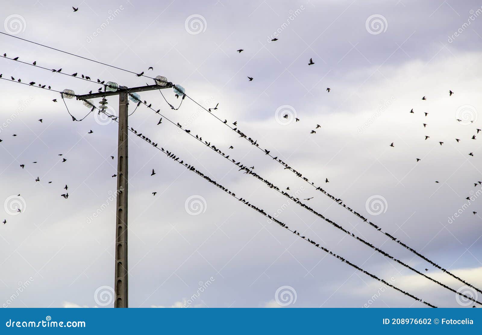 Birds in electric tower stock photo. Image of travel 208976602