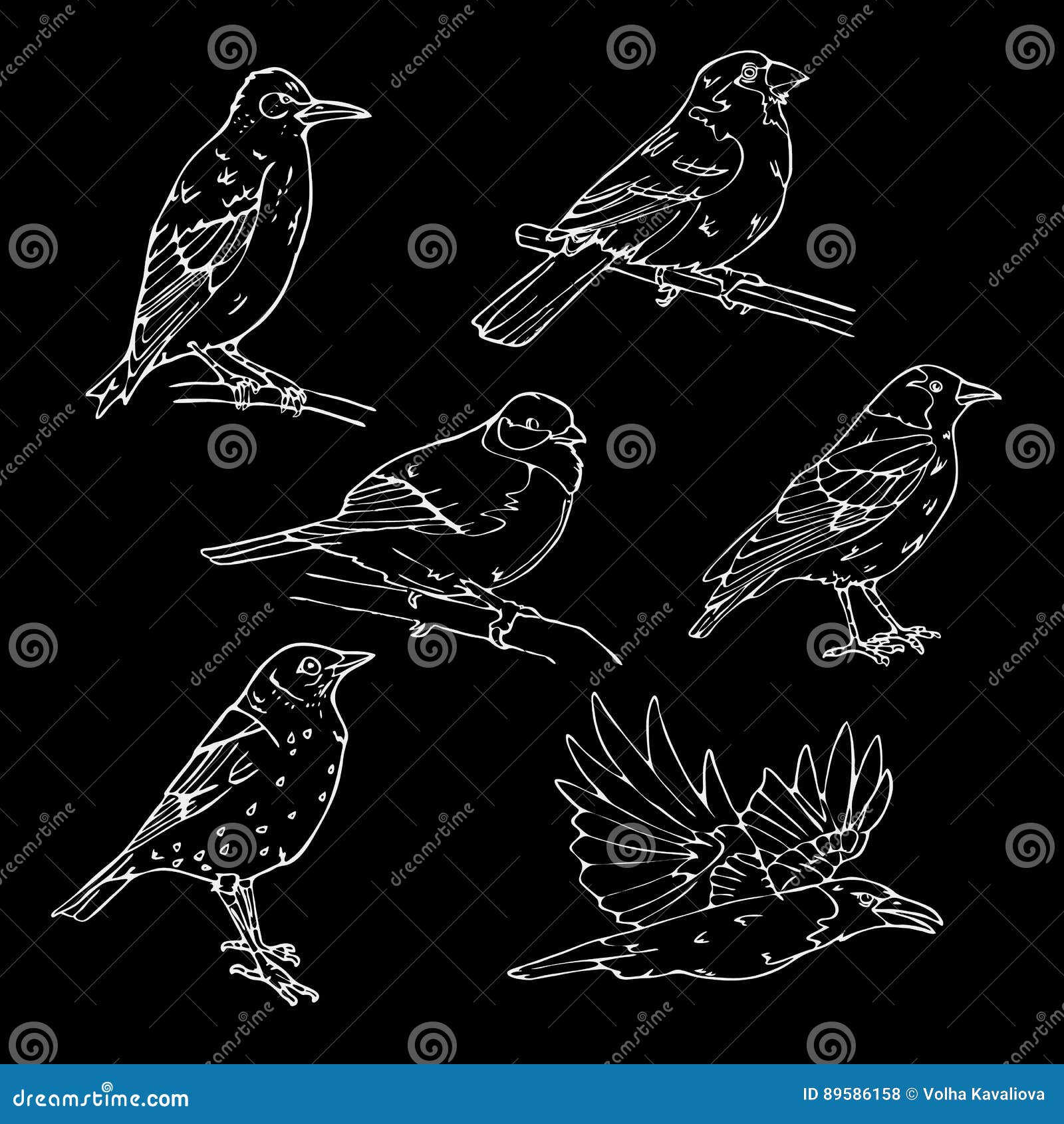 Nightingale bird Black and White Stock Photos  Images  Alamy