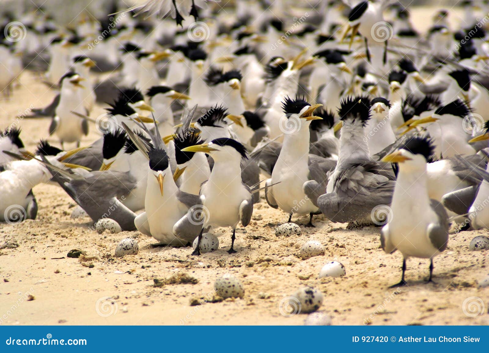 Birds Everywhere stock photo. Image of marine, parents 927420