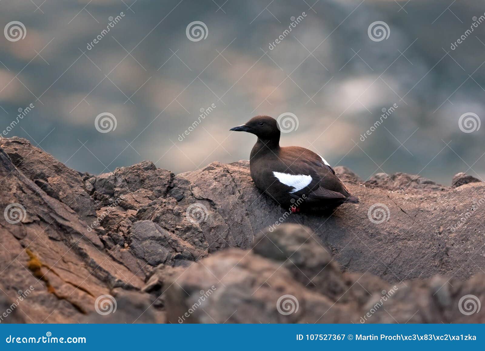 Black Guillemot,tystie, Cepphus Grylle, Faroe Island, Europe Stock ...