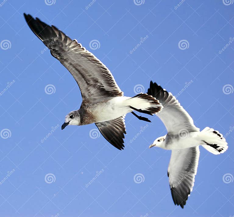 Birds of a feather stock image. Image of feathers, blue - 7313711
