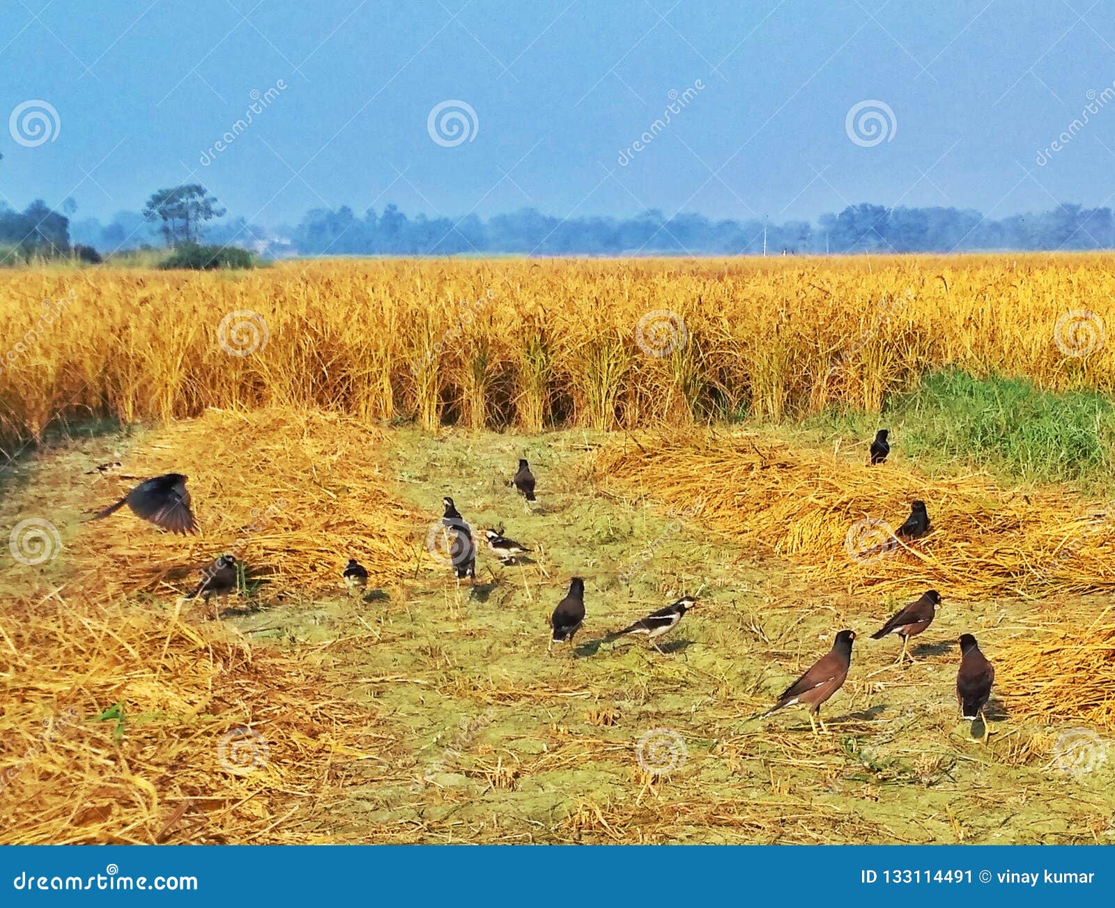 Birds in the paddy ground stock image. Image of feeding 133114491