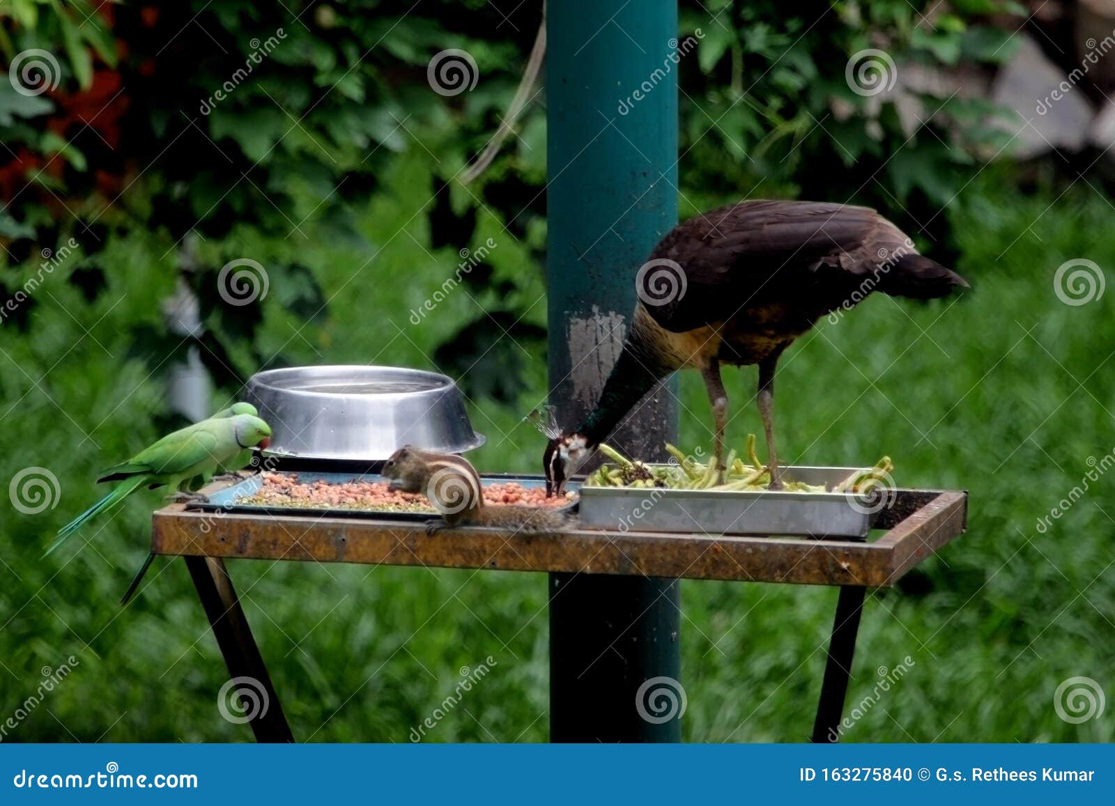 Birds Feeding in Birds Park Stock Photo Image of feeding, park 163275840