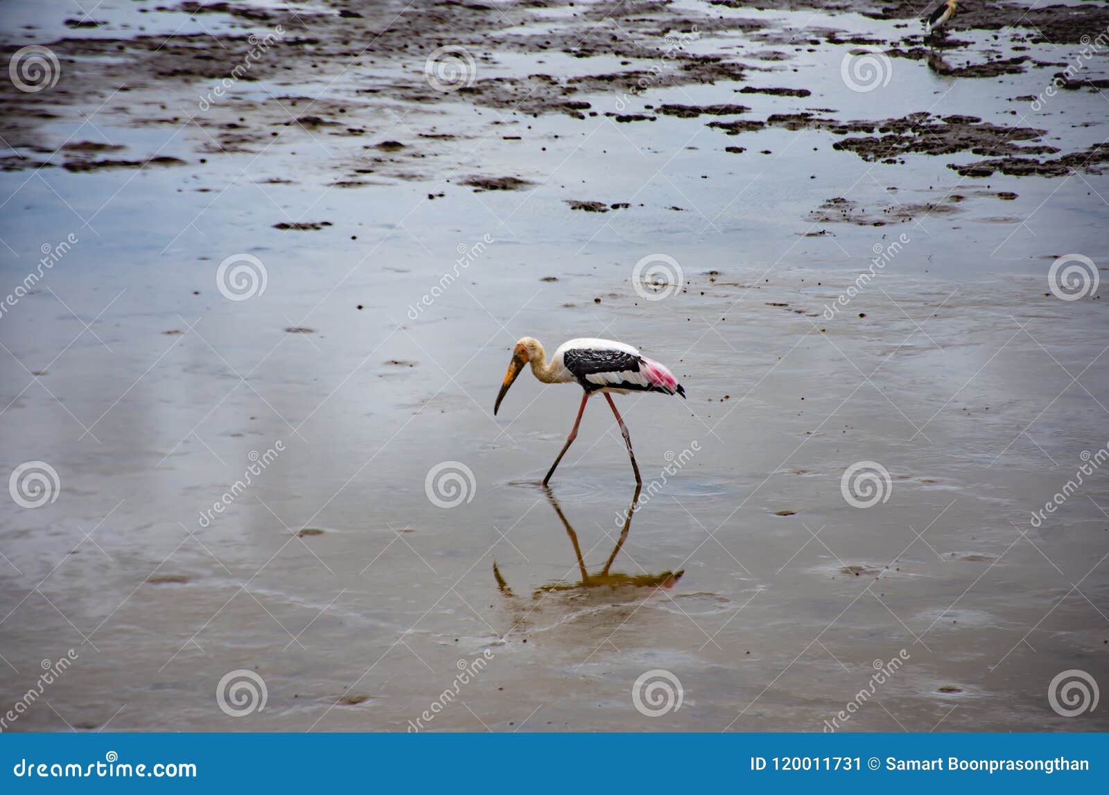Birds Feeding in the Sea at Bang Poo, Samut Prakan. Stock Image - Image ...