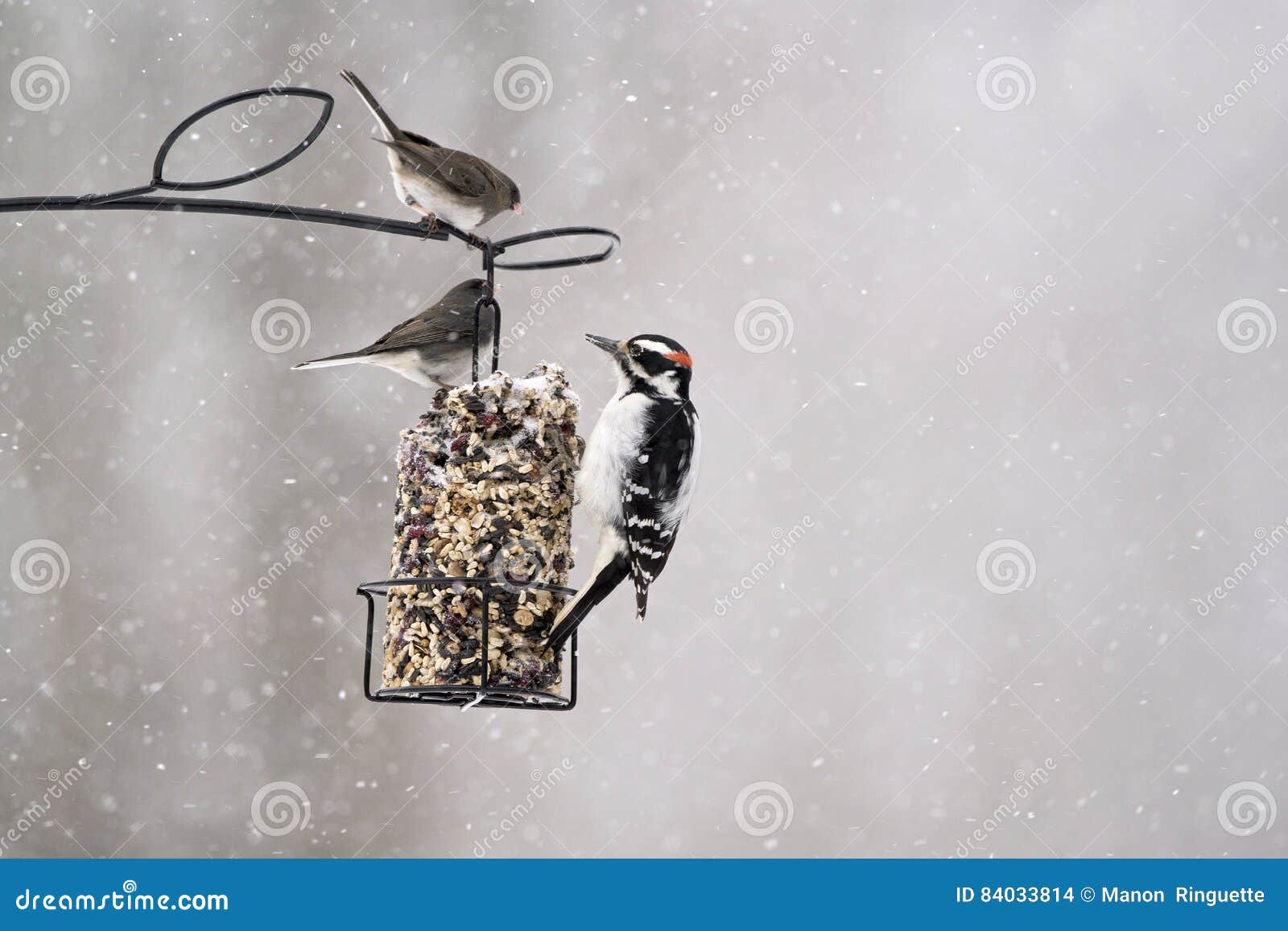 birds feeding on suet cake in winter