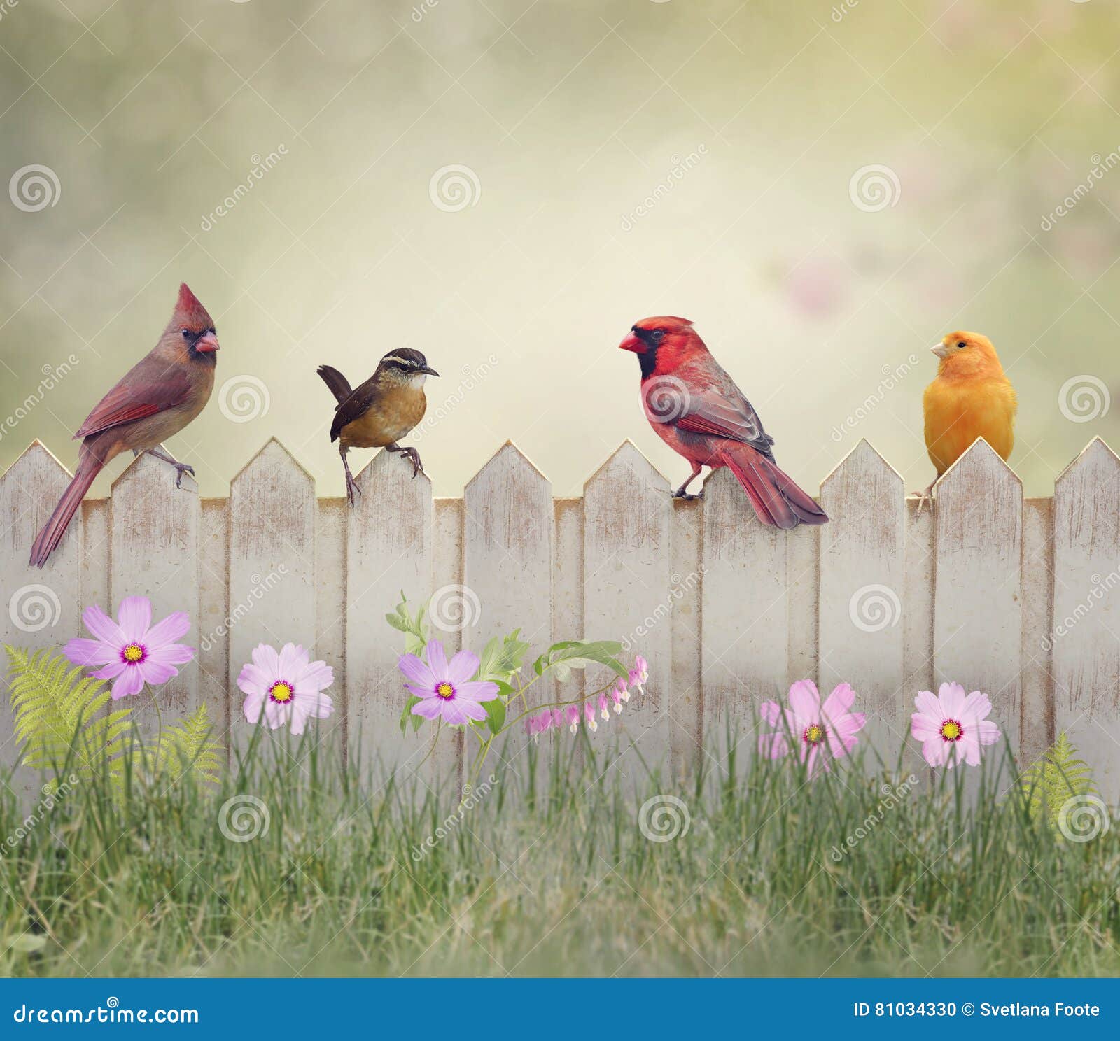 Birds On The Fence Stock Photo Image Of Wren Bird Summer