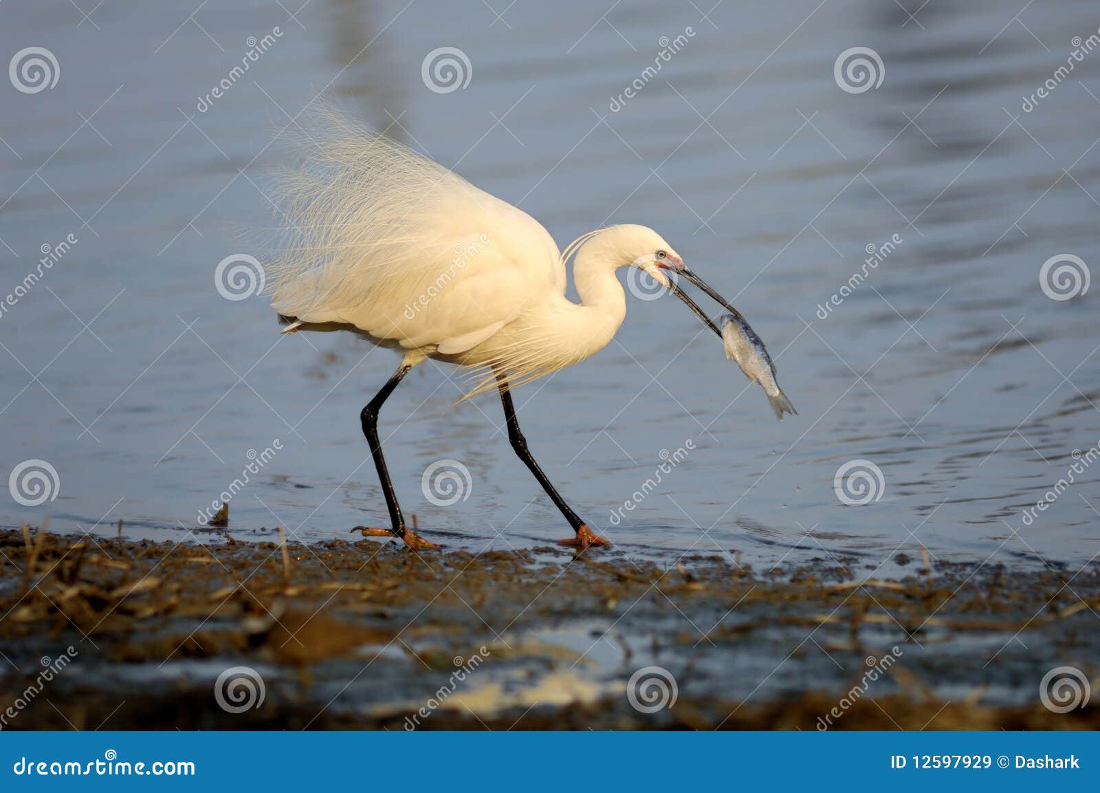 Birds and fish stock image. Image of bird, failure, legs - 12597929