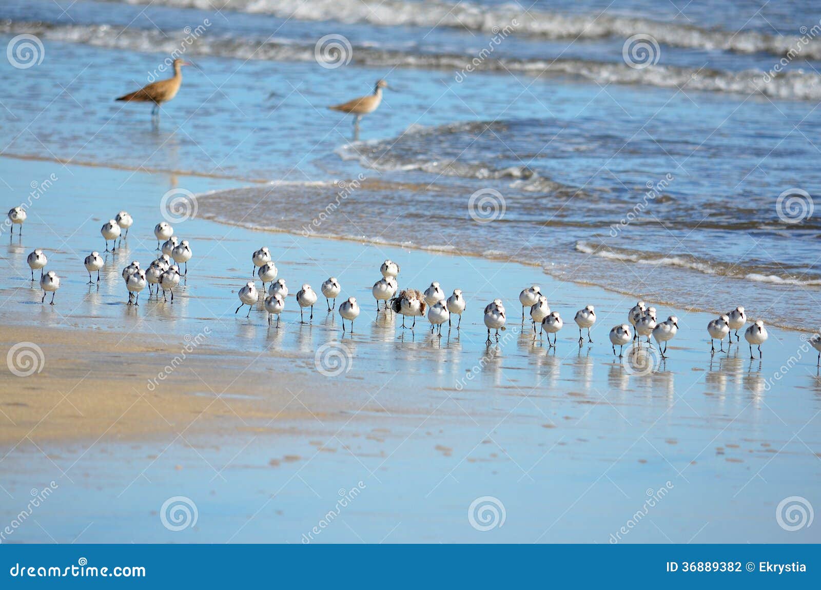 birds fishing, playa el espino