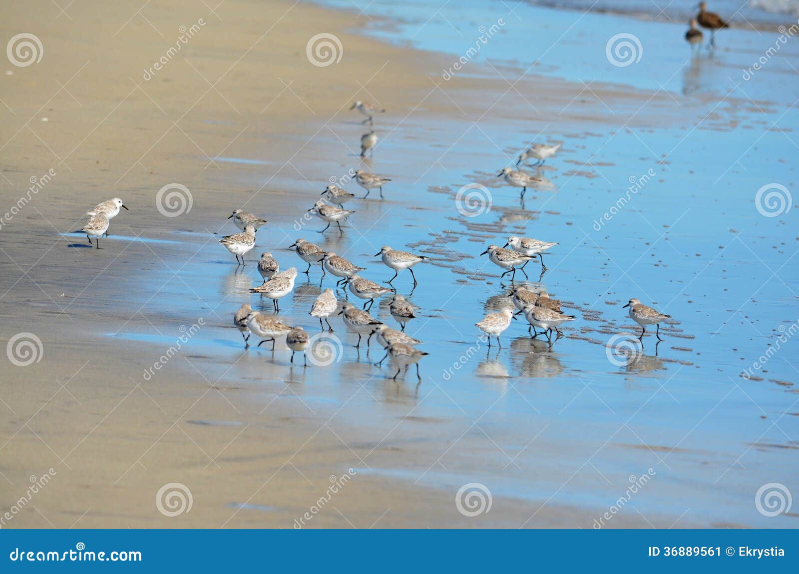 birds fishing at playa el espino