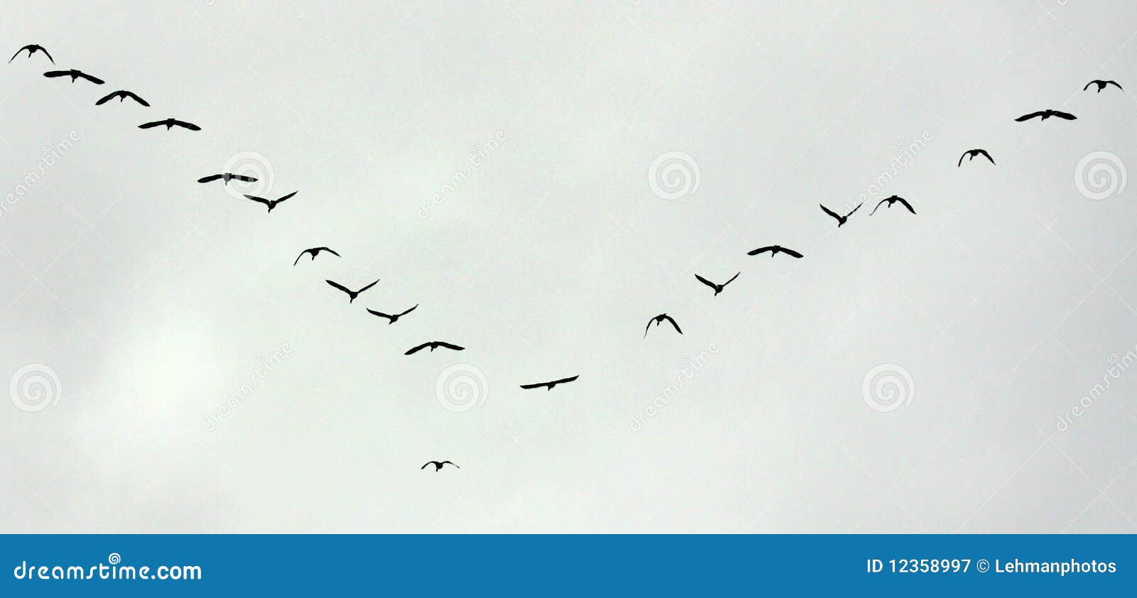 birds flight migration