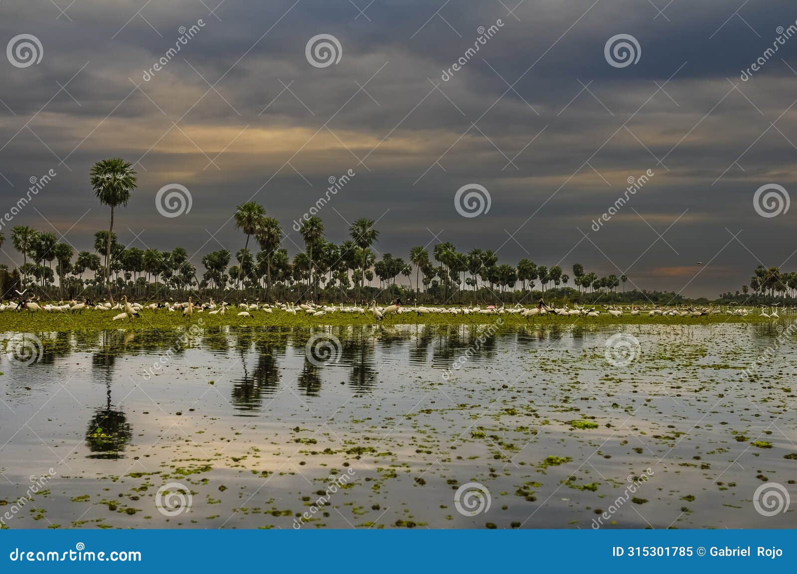 birds flock landscape in la estrella marsh, formosa province,