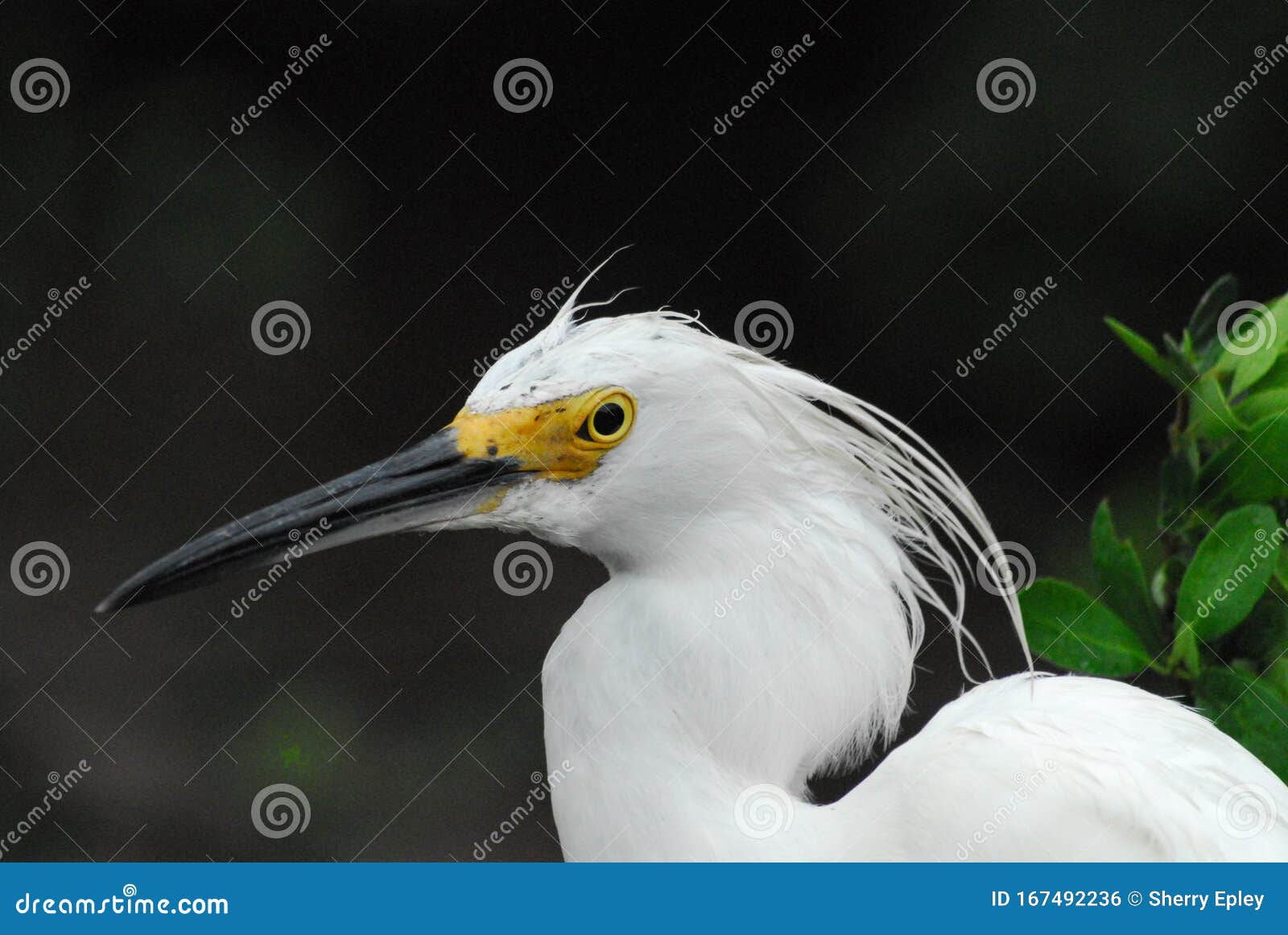 Birds Florida Close Up Portrait Of A Wild Snowy Egret Stock Photo Image Of Dark Close 167492236