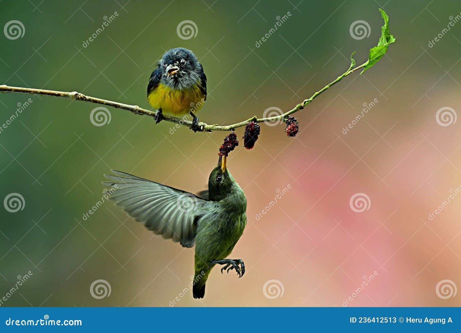Birds Fly while Eating Fruit Stock Image Image of animal
