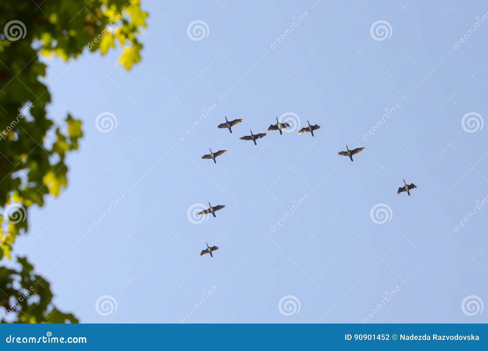 Birds fly by jamb stock photo. Image of birds, migration 90901452