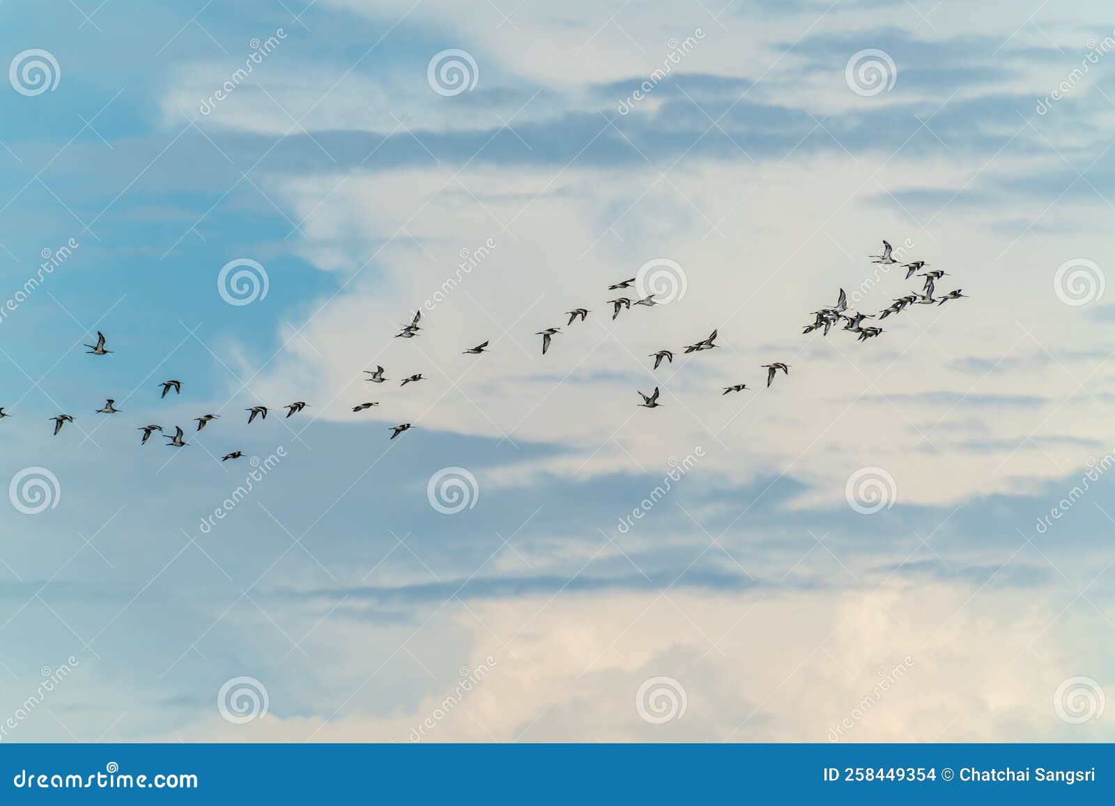 Birds flying in blue sky stock photo. Image of flight 258449354