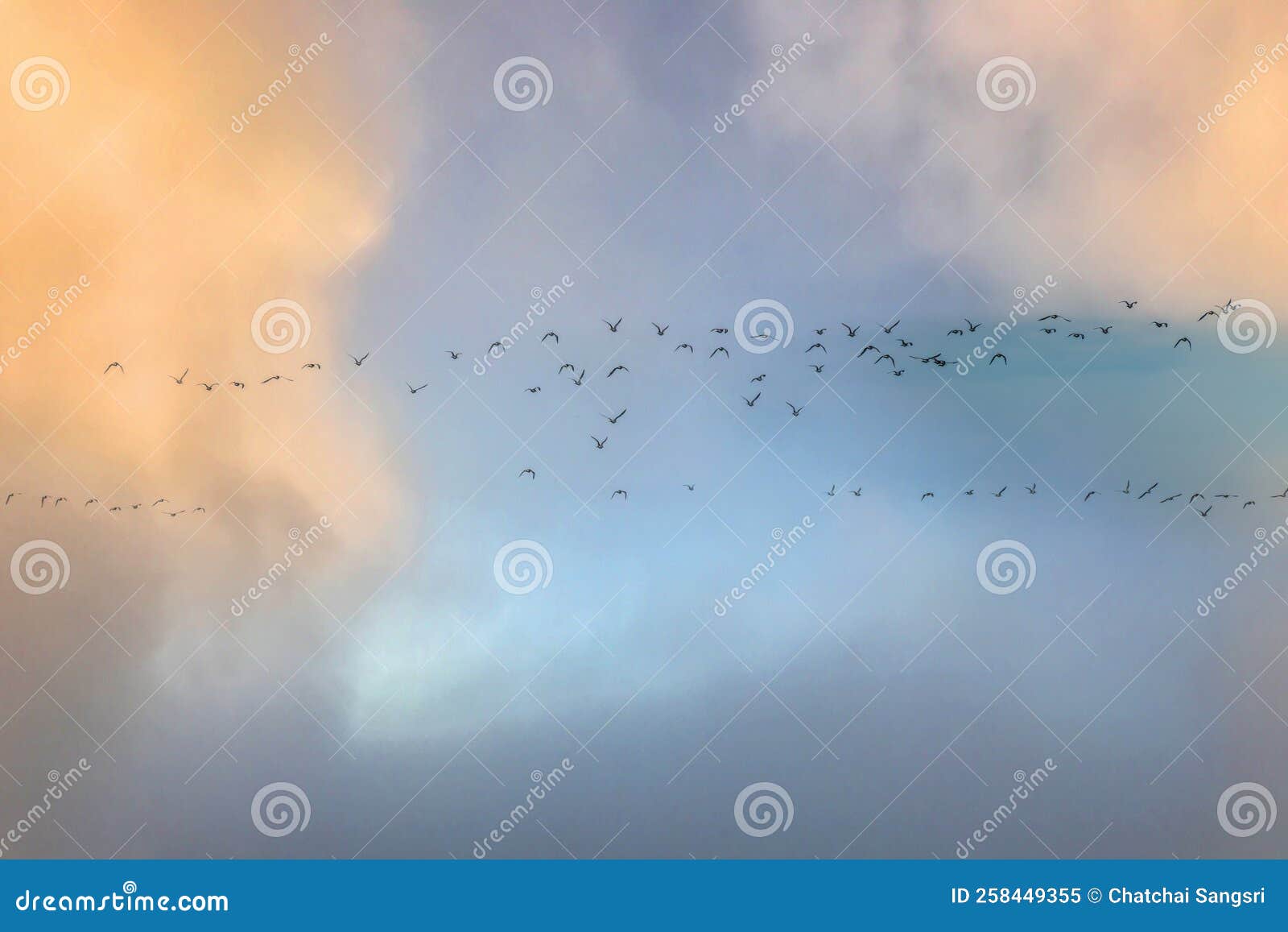 Birds flying in blue sky stock image. Image of flock 258449355