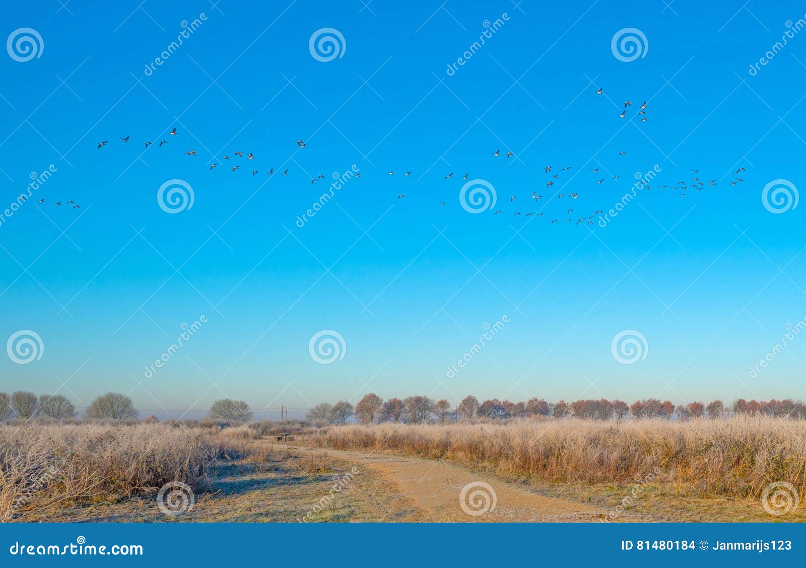 Birds Flying in a Blue Sky in Sunlight Stock Photo Image of almere
