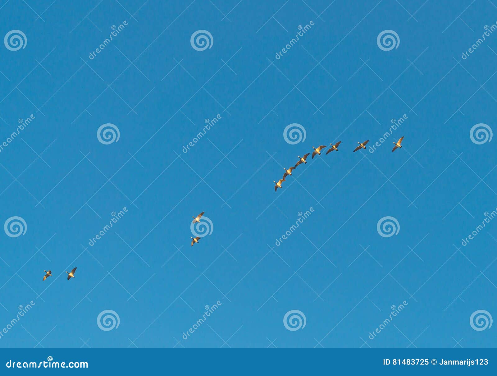 Birds Flying in a Blue Sky in Sunlight Stock Image Image of flight