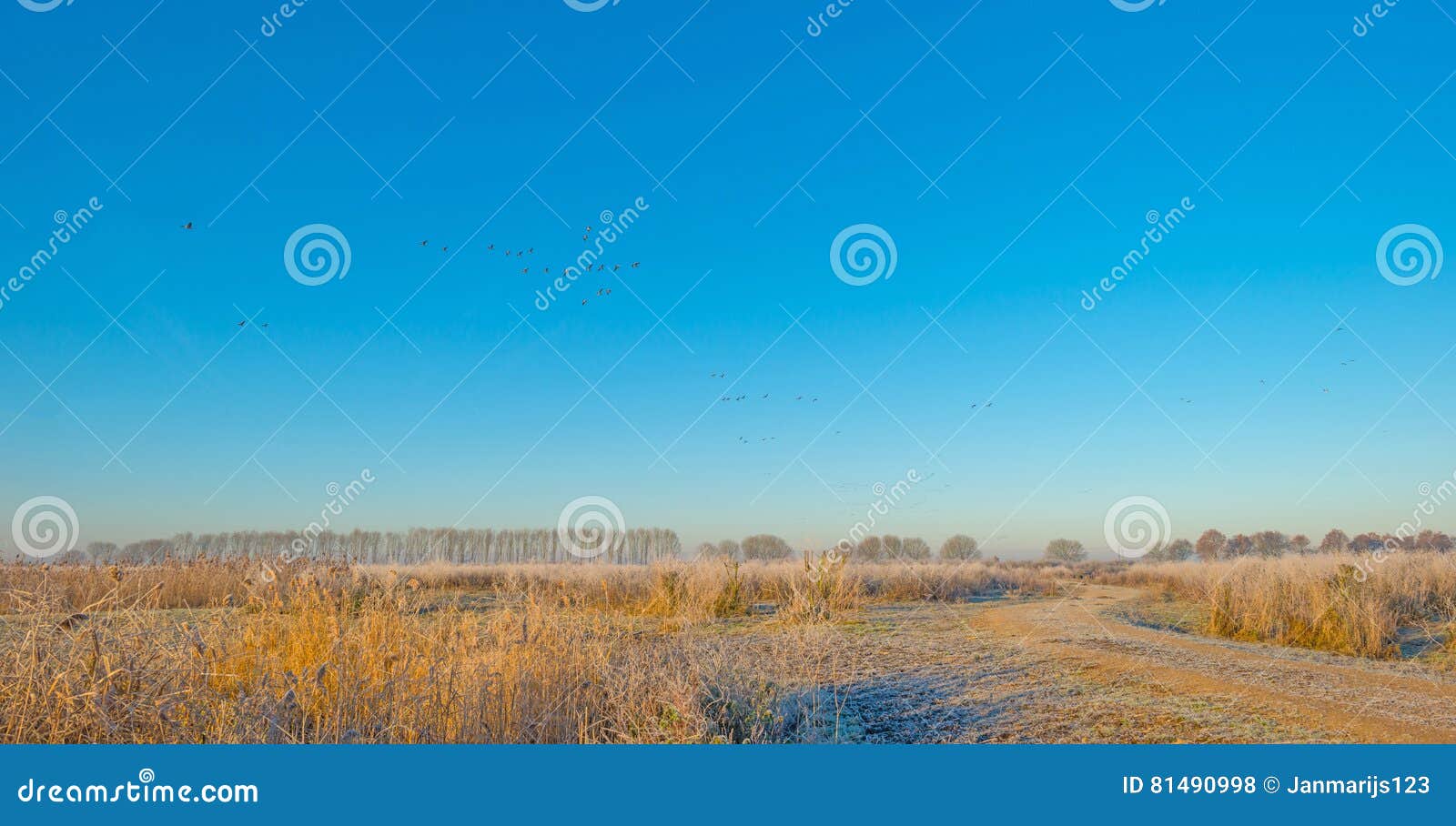 Birds Flying in a Blue Sky in Sunlight Stock Photo Image of