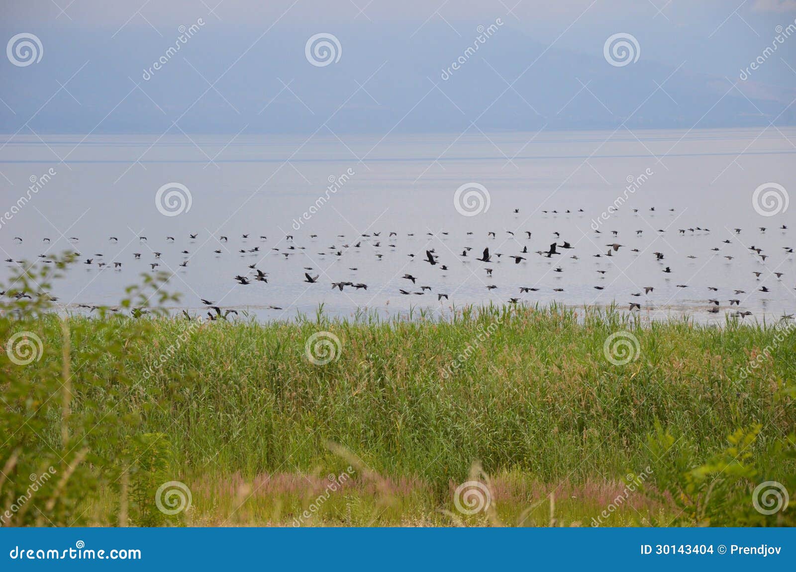 Birds in fly. Birds flying over the lake