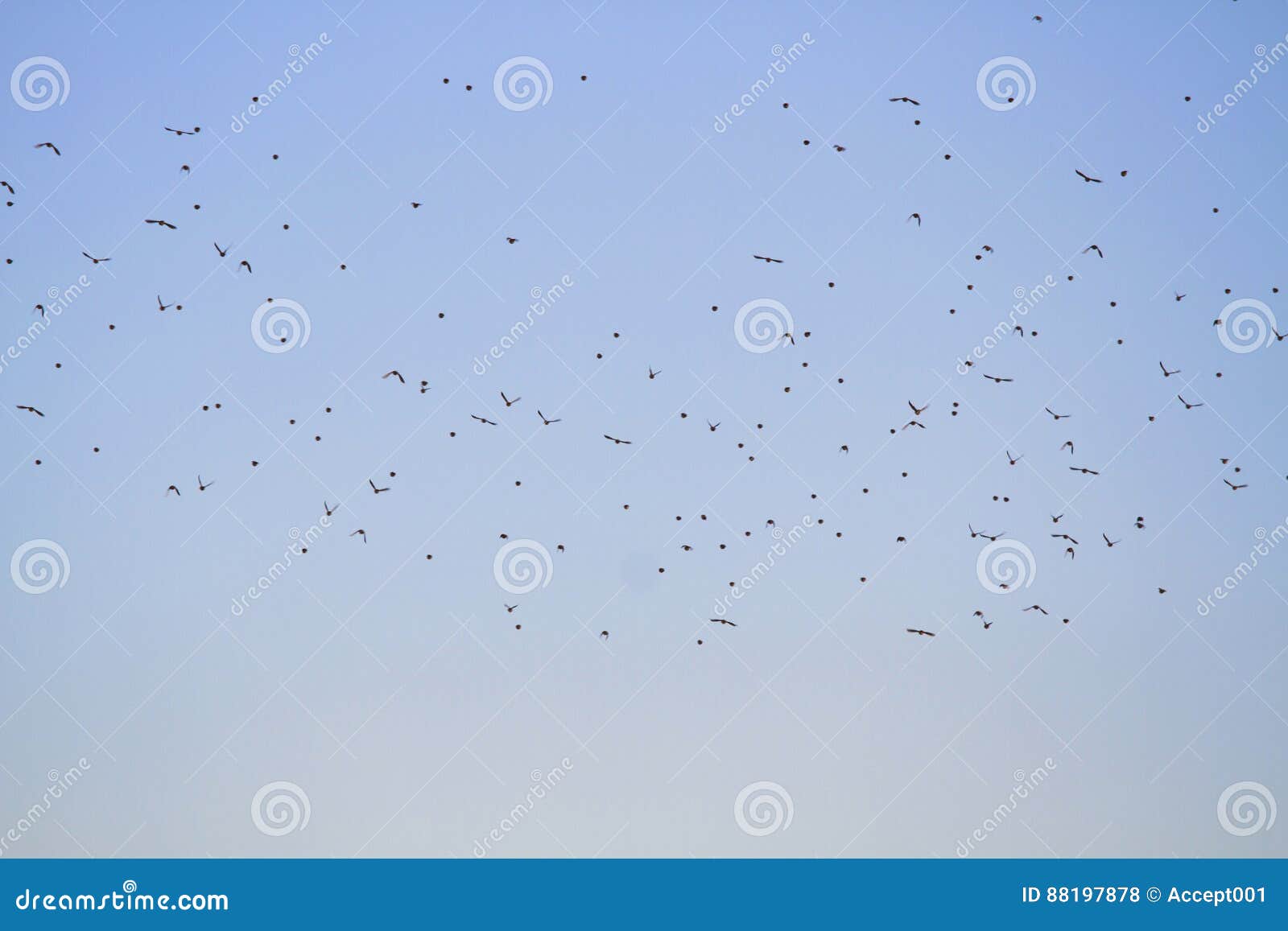 Birds Flying in the Sky on Blue Background Stock Photo Image of