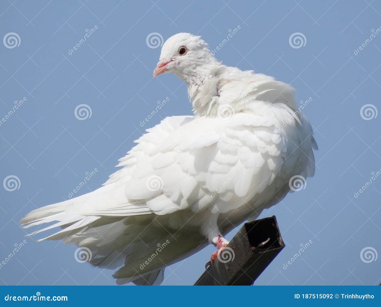 Bird in the daily life stock photo. Image of feathers - 187515092