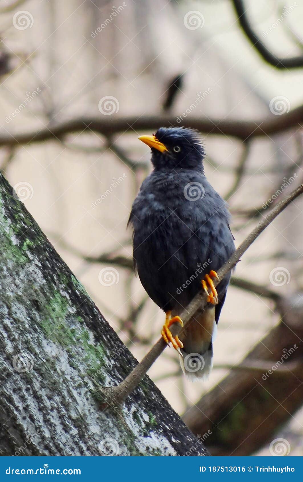 Bird in the daily life stock photo. Image of blackbird - 187513016
