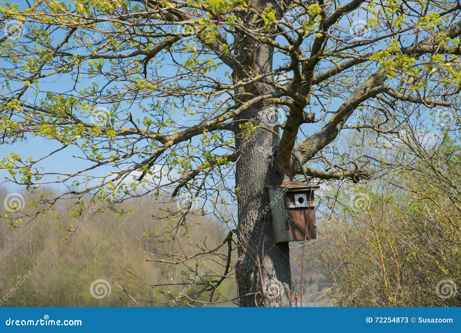 Birds House, Hanging on a Fresh Budding Maple Tree Stock Image Image