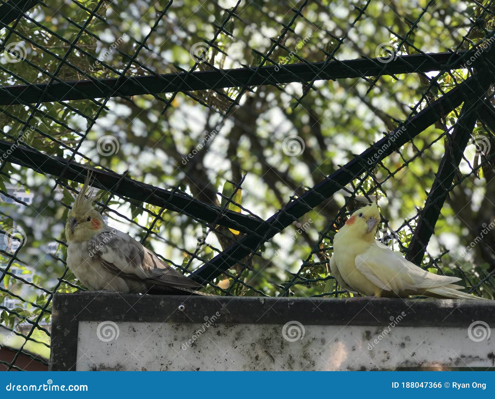 Birds inside the cage stock photo. Image of enjoyment 188047366