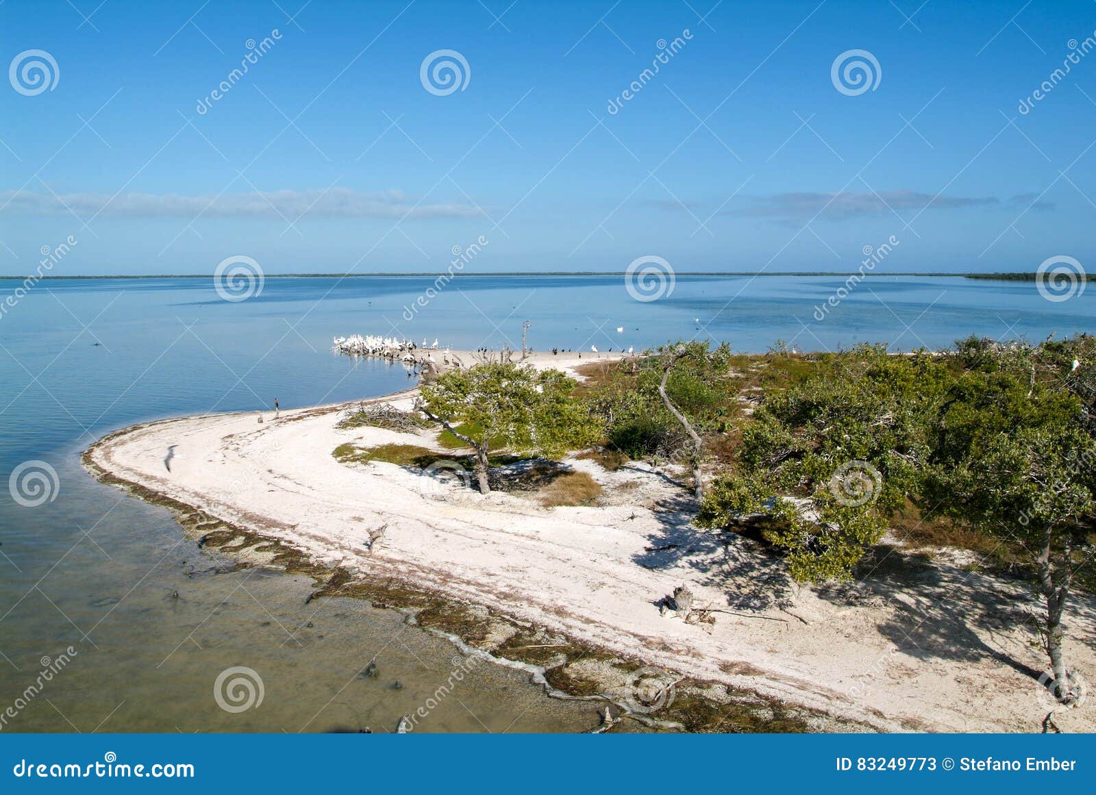 Birds on the Island De Los Pajaros in Holbox Stock Image Image of