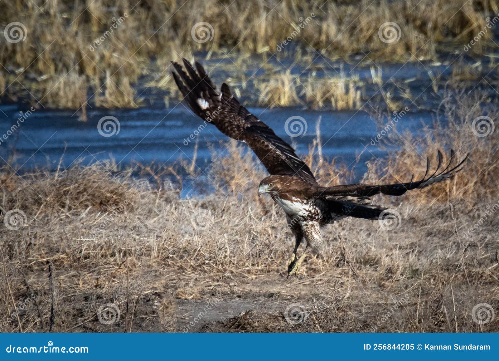 birds juvenile red tailed hawk, tule lake national wildlife refuge, california