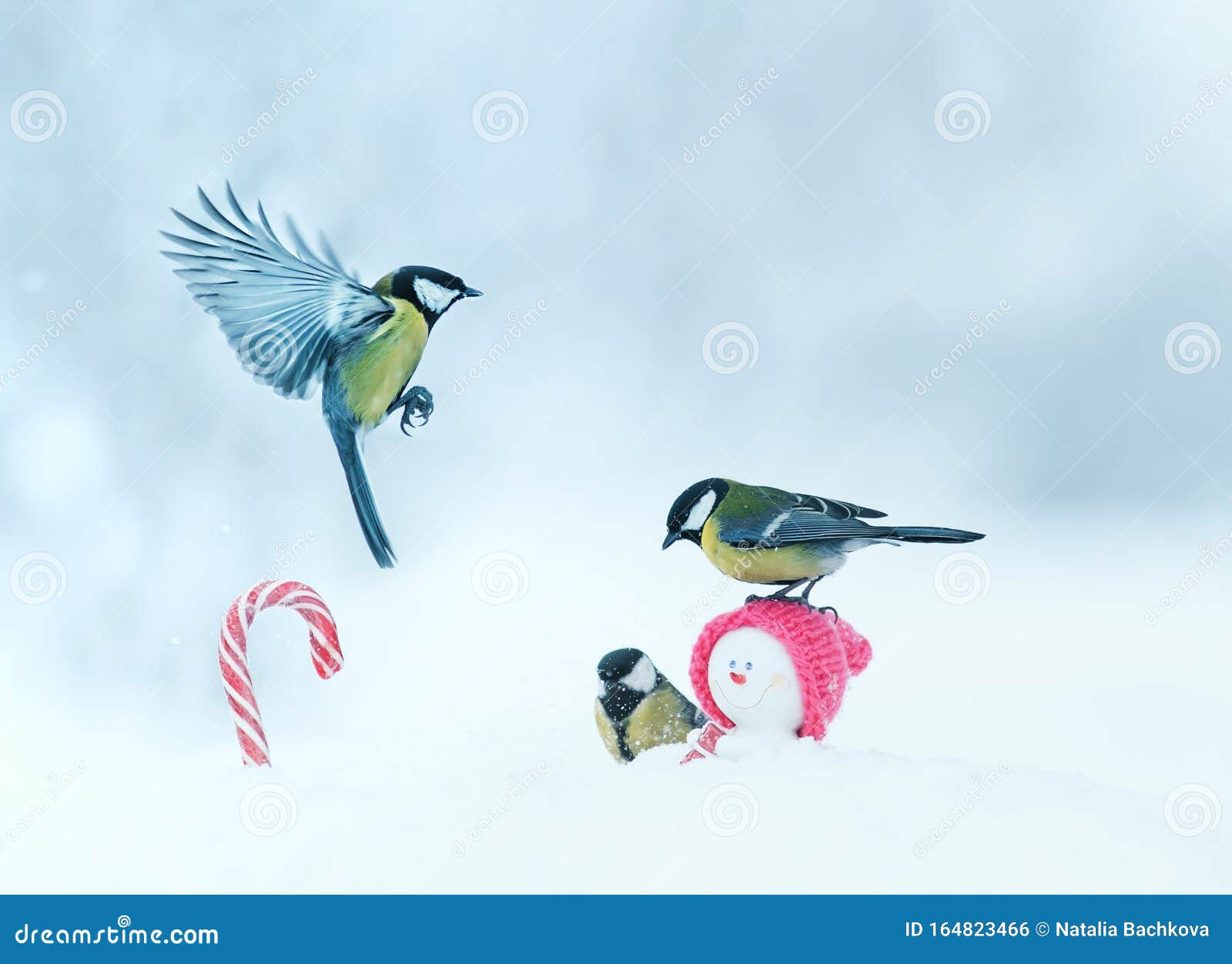 Two Birds Little Tits Fly in the Winter Snow Park among the White Fluffy  Snow in the Christmas among the Candy and Snowman Toys Stock Photo - Image  of park, forest: 164823466