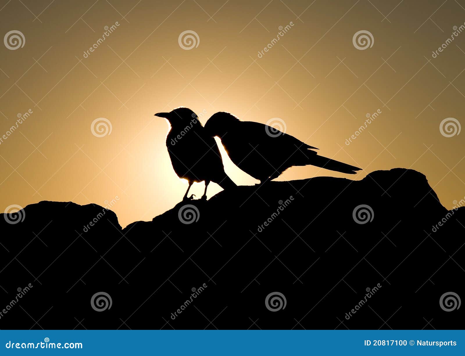 Beautiful Cute Parrots Kissing Romantic HD Wallpaper | HD Wallpapers