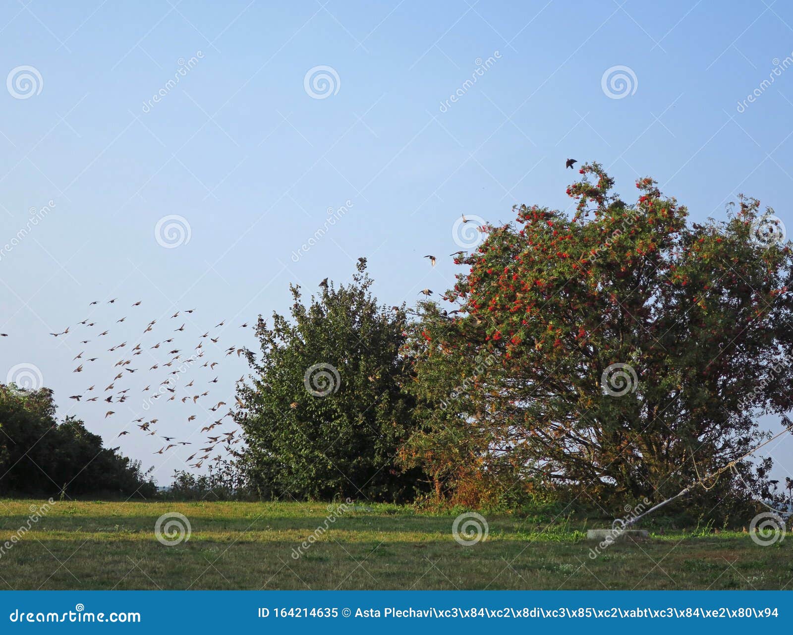 birds migration in vente