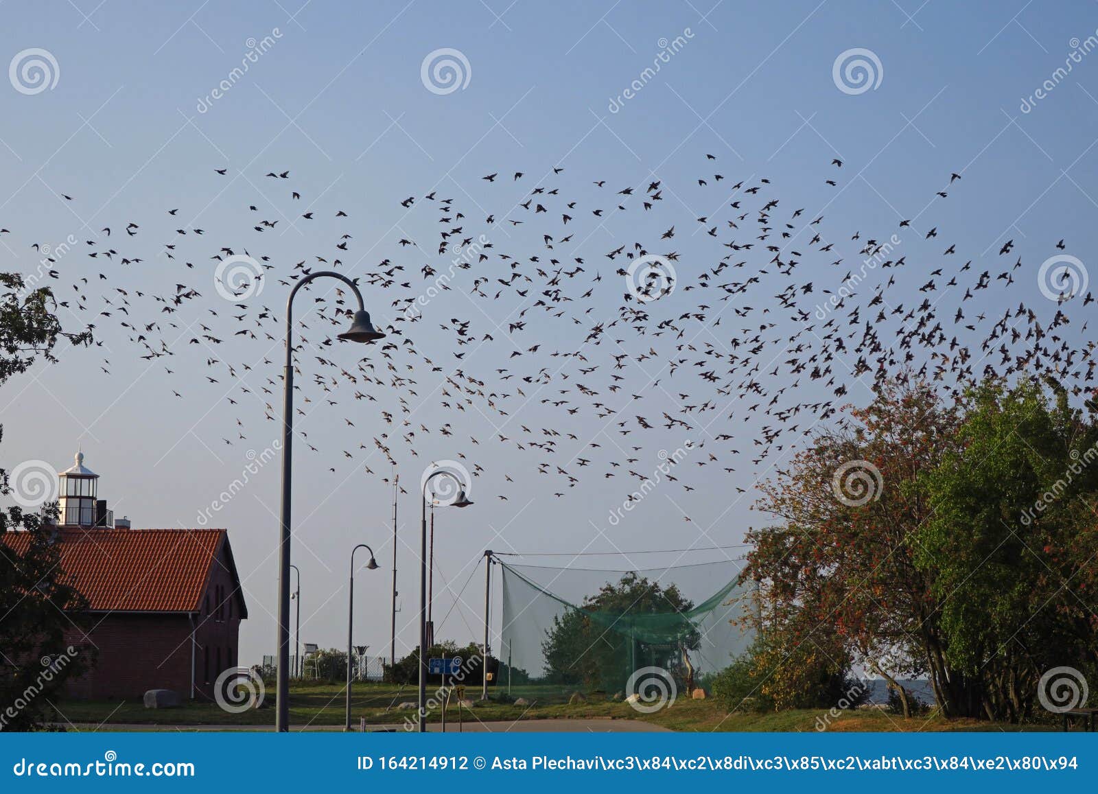 birds migration in vente
