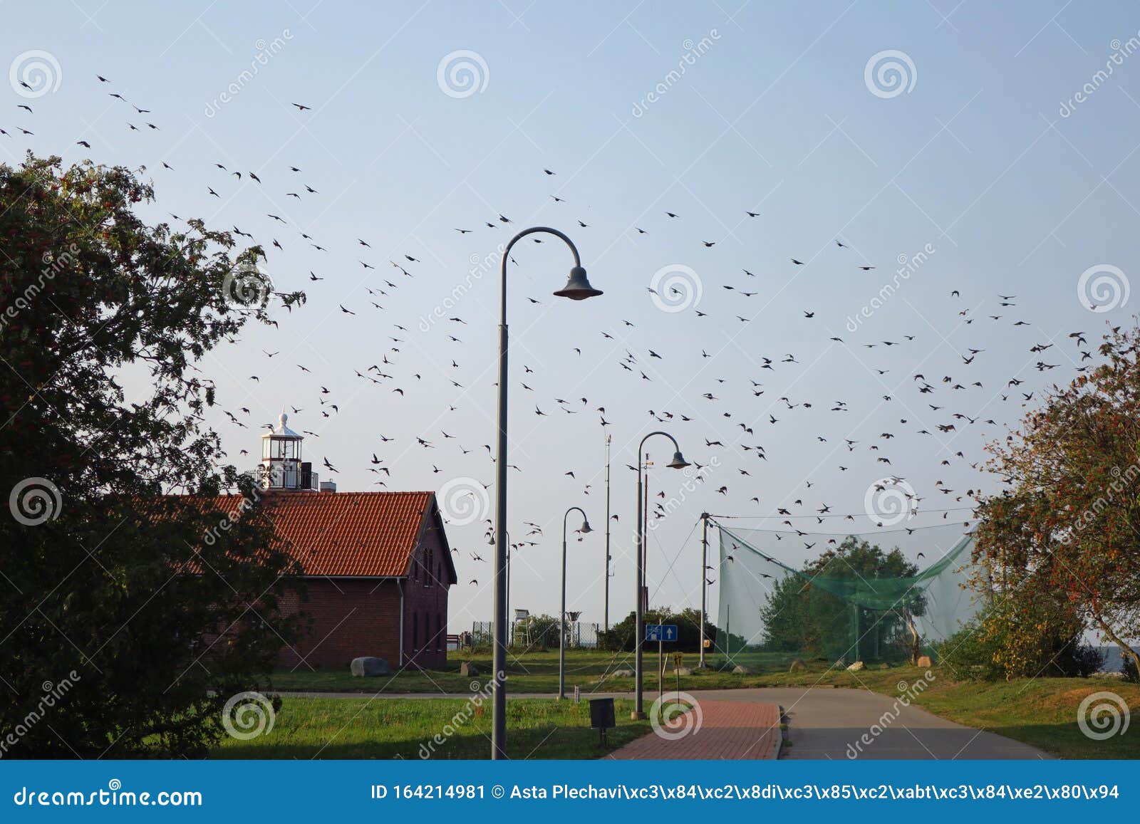 birds migration in vente