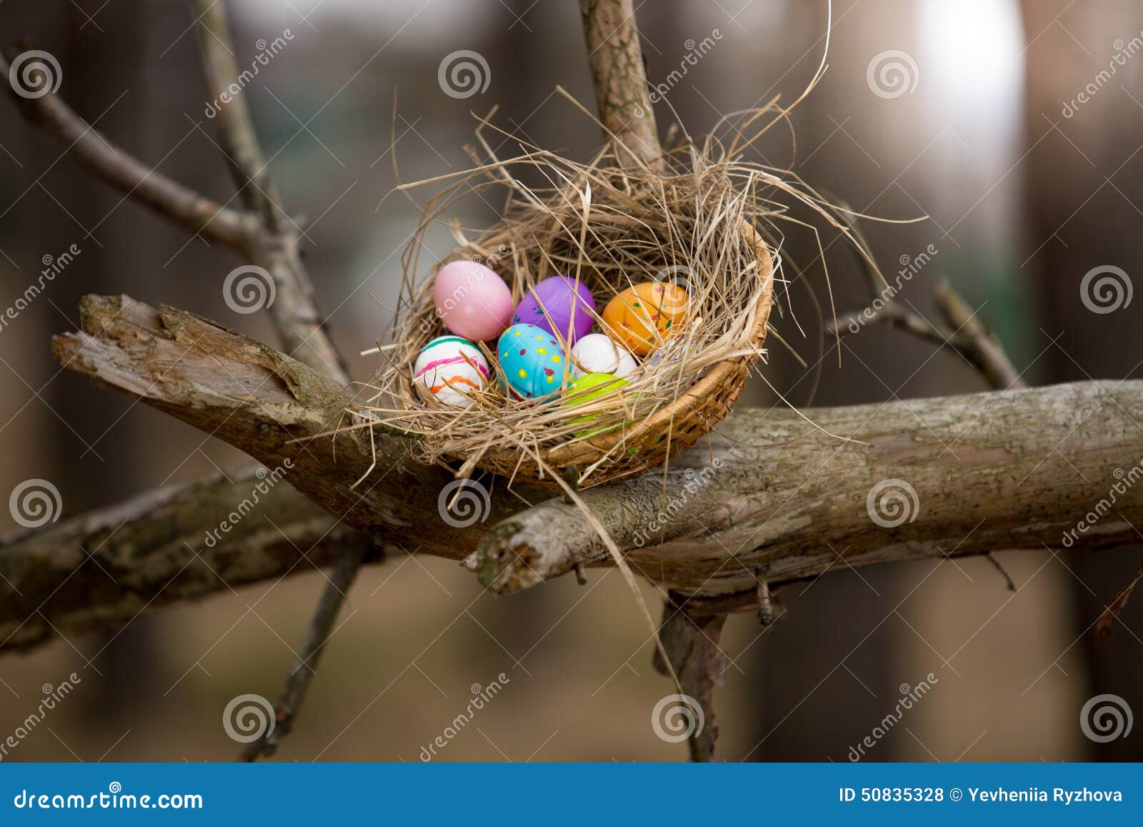 Birds Nest with Easter Eggs on High Branch at Forest Stock Photo