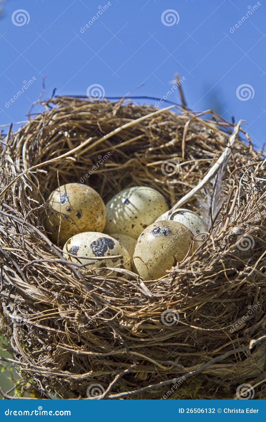 Birds nest with eggs stock photo. Image of brown, nest 26506132