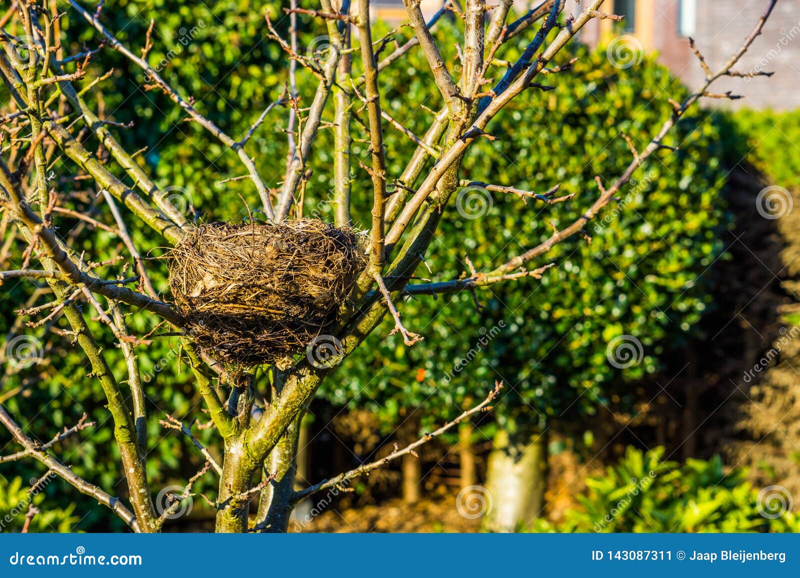 Birds Nest in a Tree in the Garden, Spring Season, Bird Home, Animal