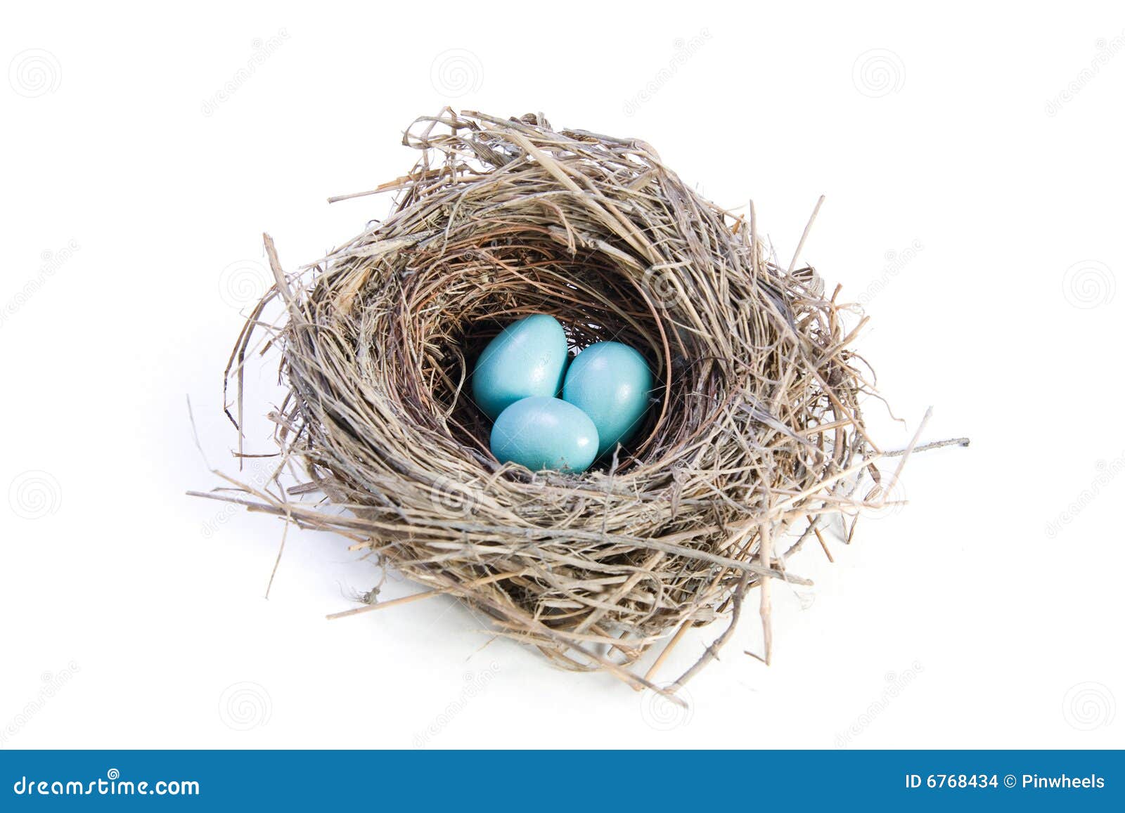 birds nest on white