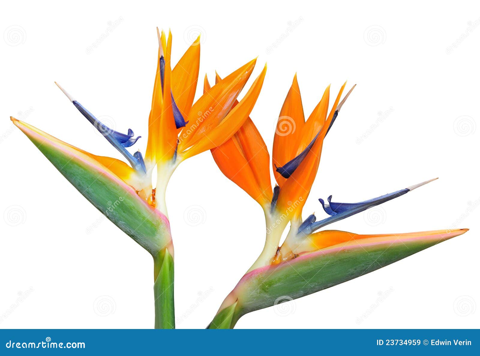 birds of paradise