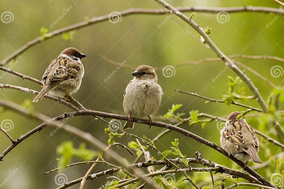 Birds of paradise. stock photo. Image of love, comical - 5815060