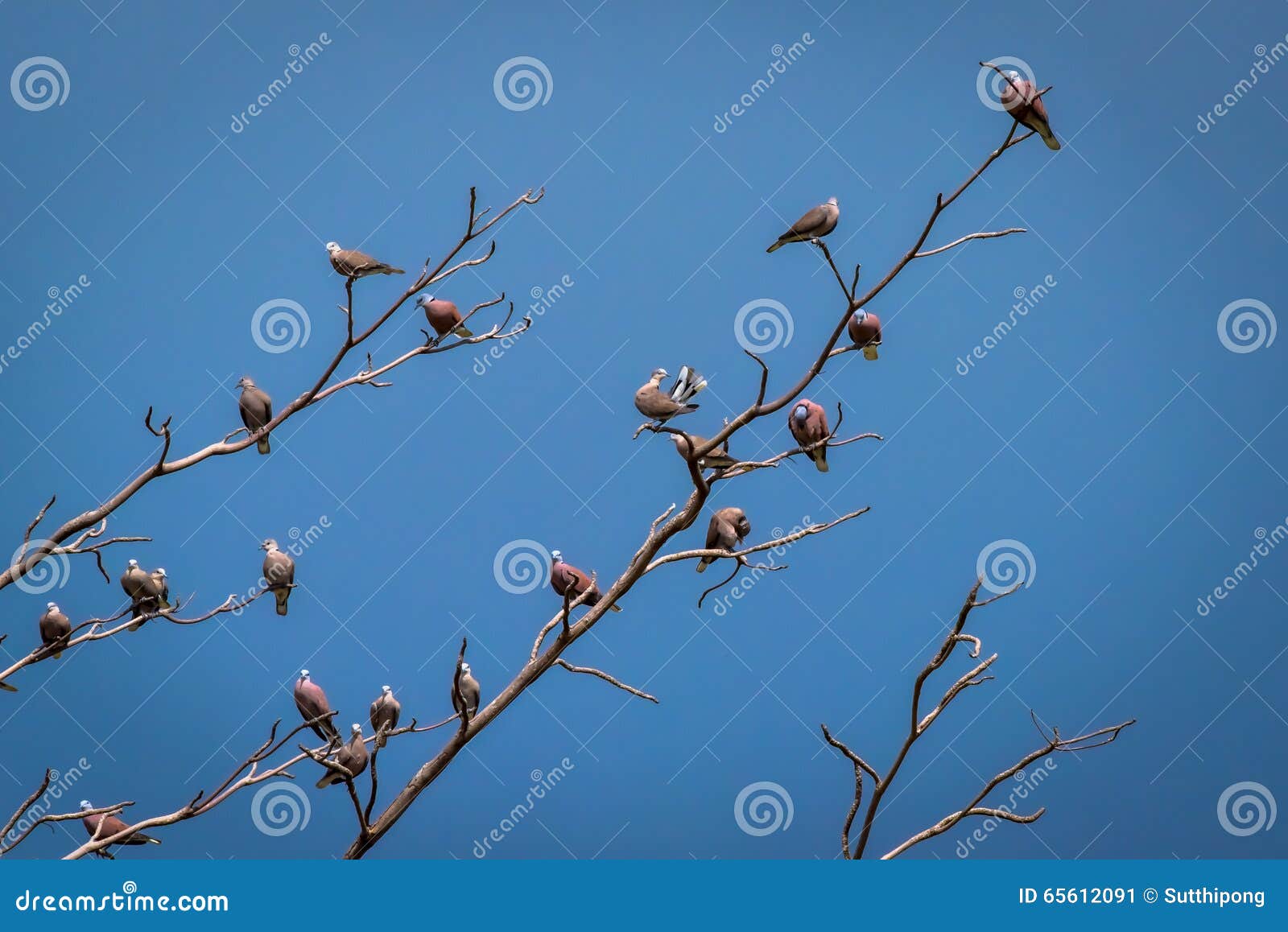 Birds Perch on the Dry Tree Stock Image Image of background, branches