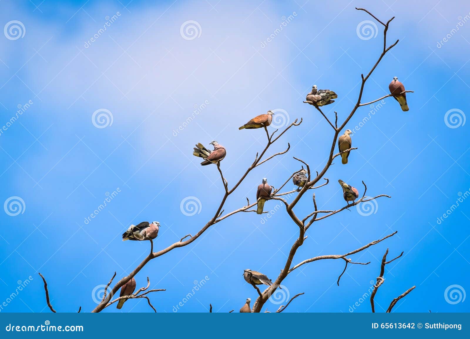 Birds Perch on the Dry Tree Stock Photo Image of turtie, garden 65613642