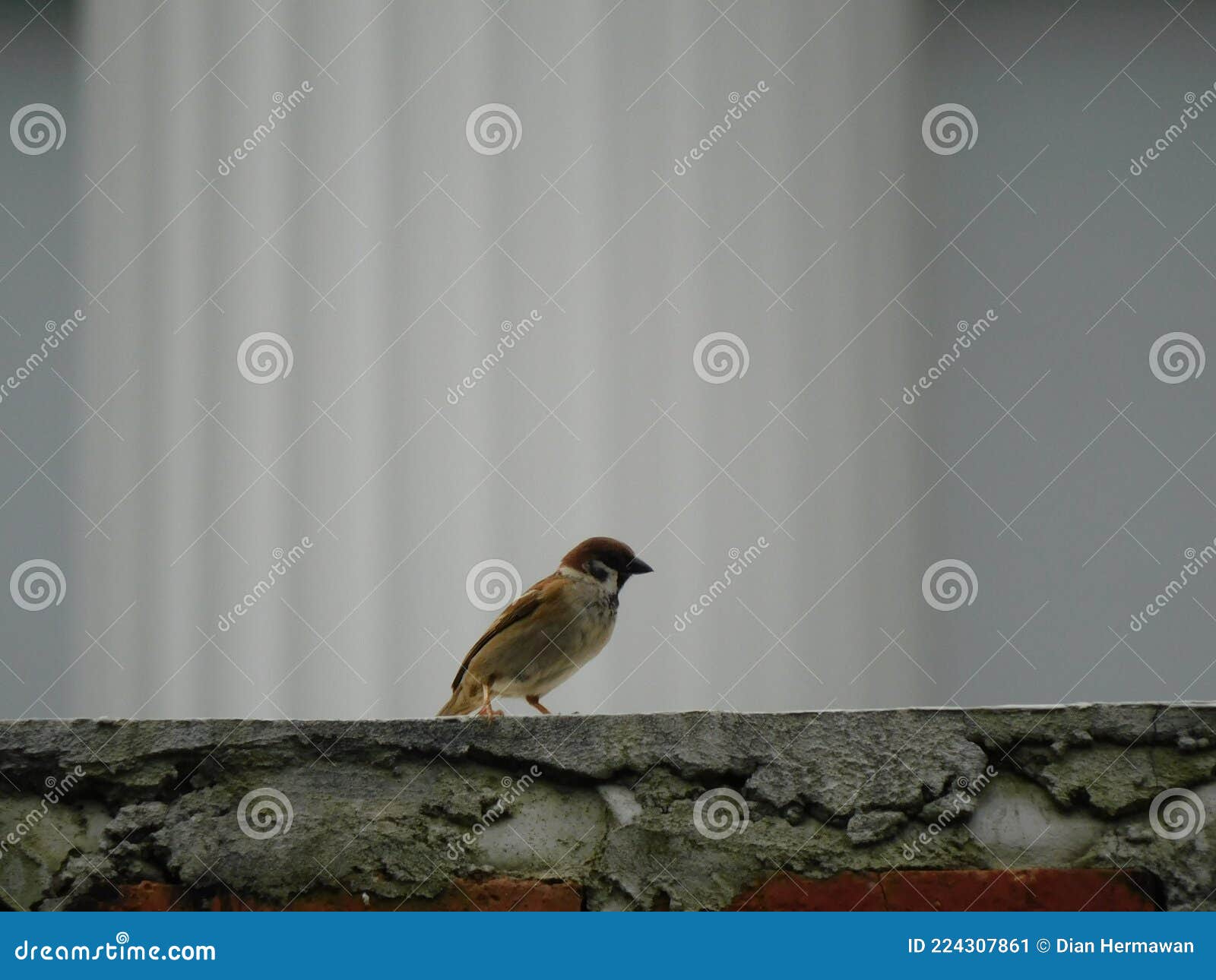Birds perch on the wall stock image. Image of nature 224307861