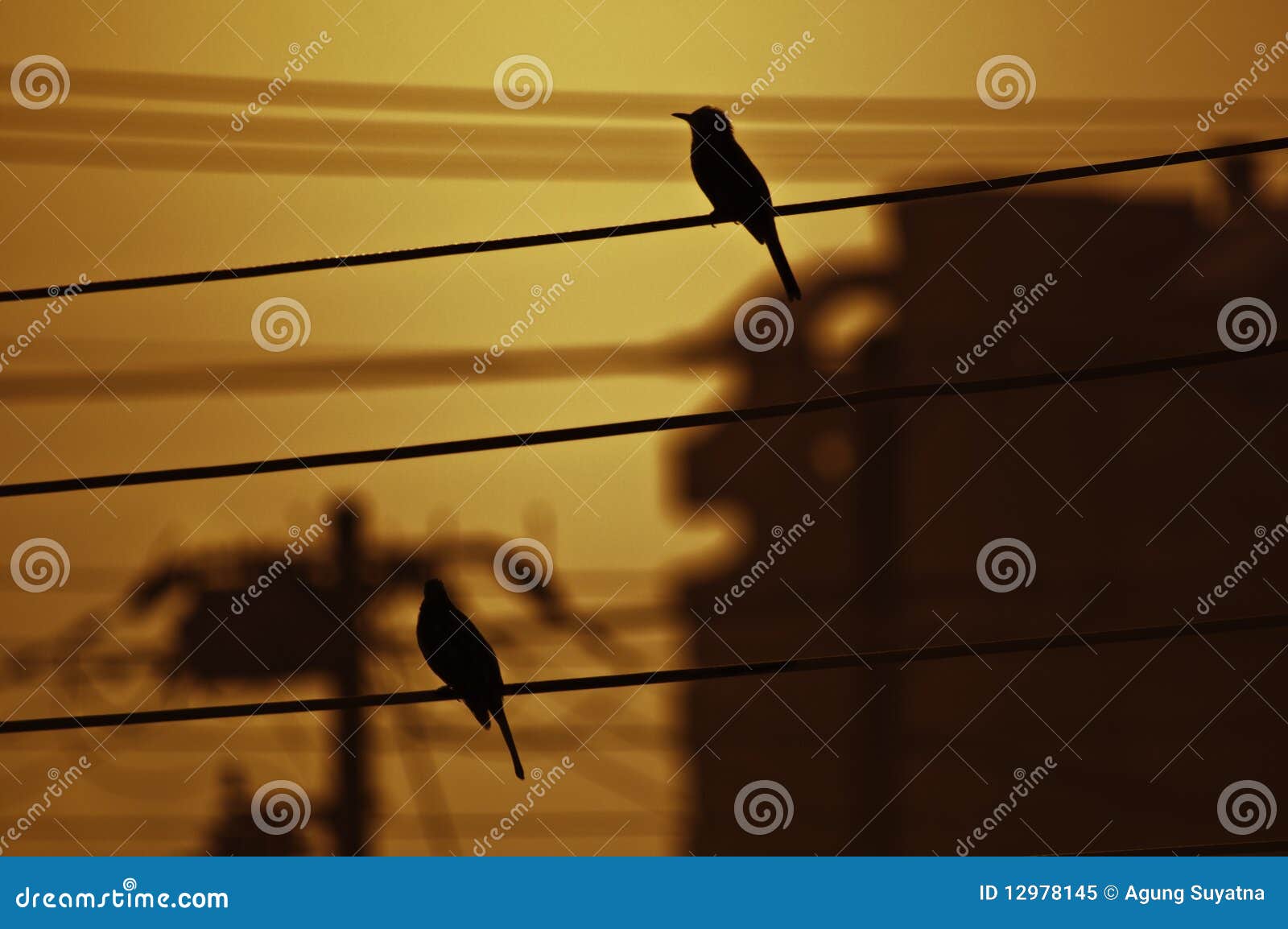 Birds perched stock image. Image of twite, wildlife, perched 12978145