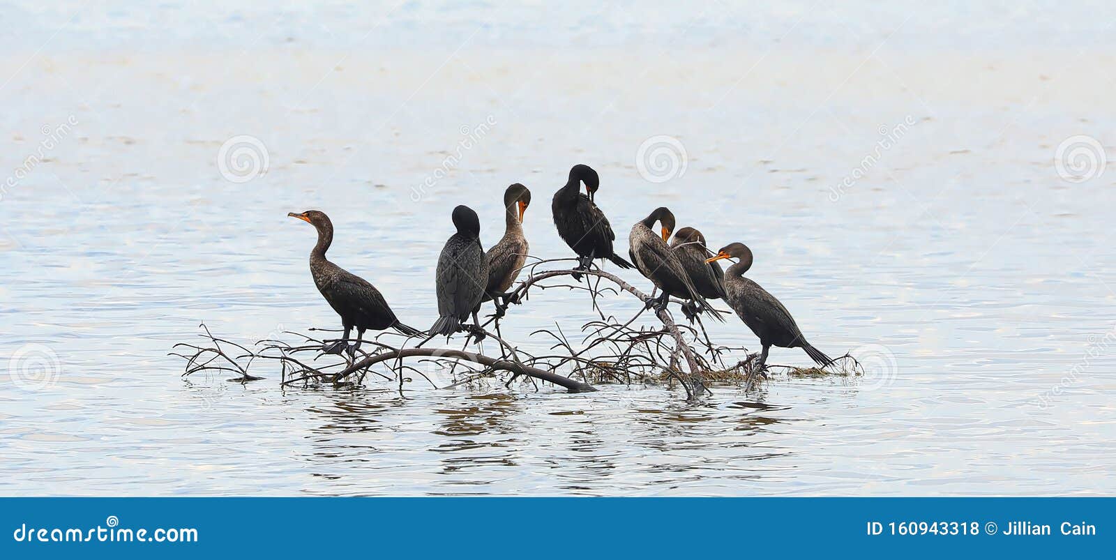 Birds perched on driftwood stock photo. Image of environment 160943318