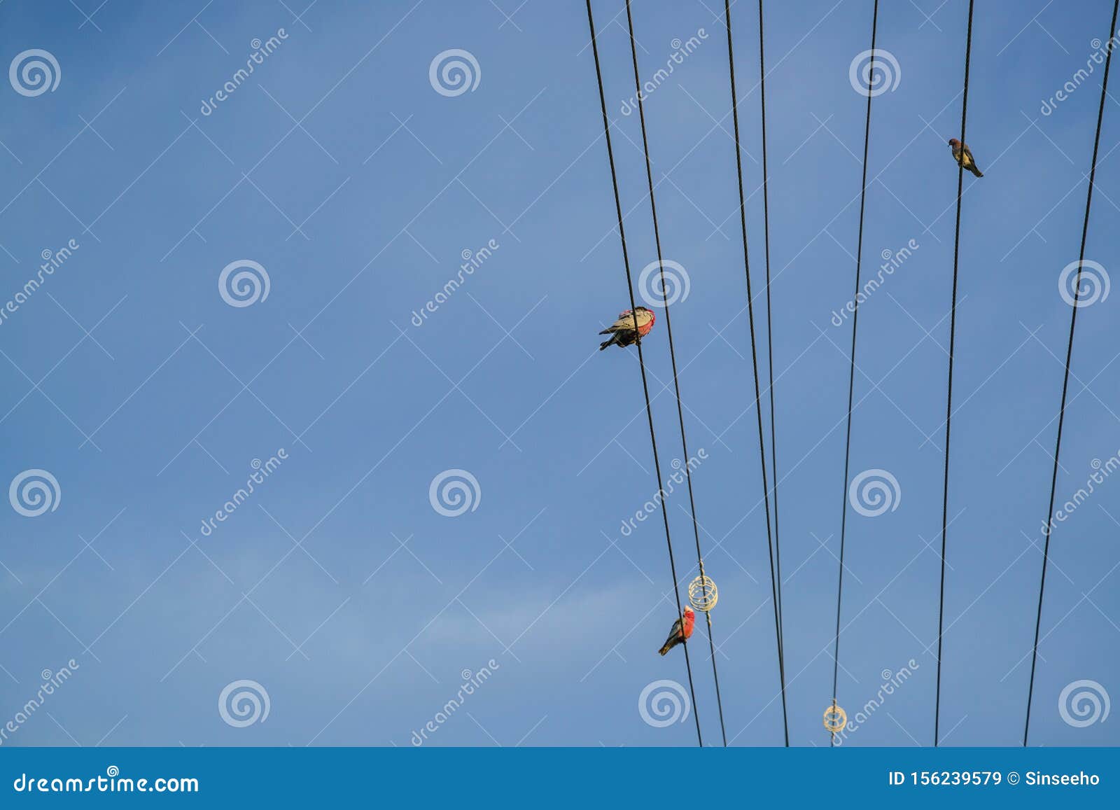 Birds Perching on Electrical Wires. Copy Space Stock Image Image of