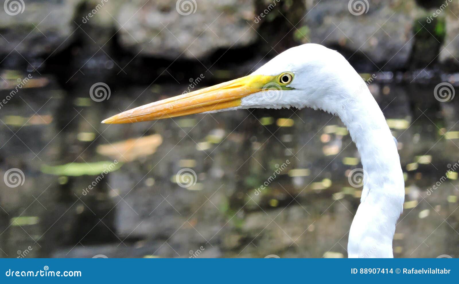 birds, popularly known as birds or birds